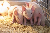 Optimizing an infection model for E. coli diarrhea in newly weaned pigs