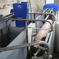 Precision Feeding of Gestating Sows: Use of Electronic Sow Feeders to Reduce Feed Costs and Nutrient Losses into the Environment, While Improving Sow Productivity and Welfare