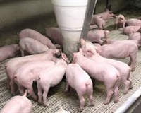 Relationship between feed, genetics, health, and growth performance up to market weight in pigs