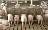 A pilot study to identify common pig to feeder space ratios in Ontario nursery and finisher barns and investigate their relationship to productivity and welfare