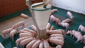 Improving post-weaning performance of nursery pigs through a feeding system designed to be compatible with normal weaned pig feeding behavior