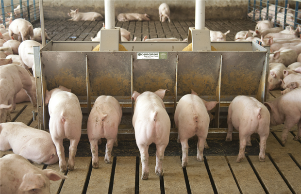 A Pilot Study To Identify Common Pig To Feeder Space Ratios In