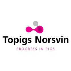Topigs Norsvin