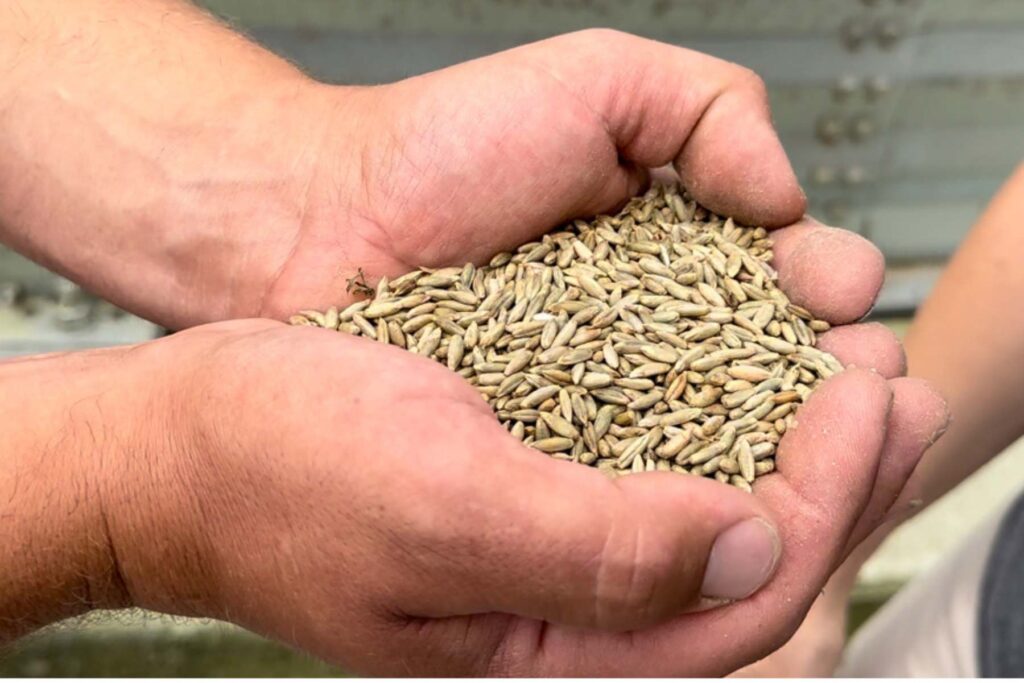 Egbert Deetman and his hybrid rye crop