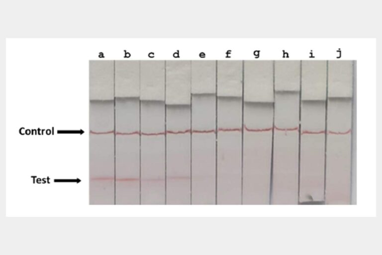 Development of boar taint detection kits