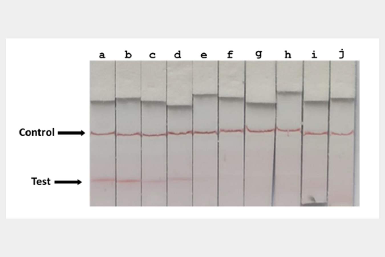 Development of boar taint detection kits
