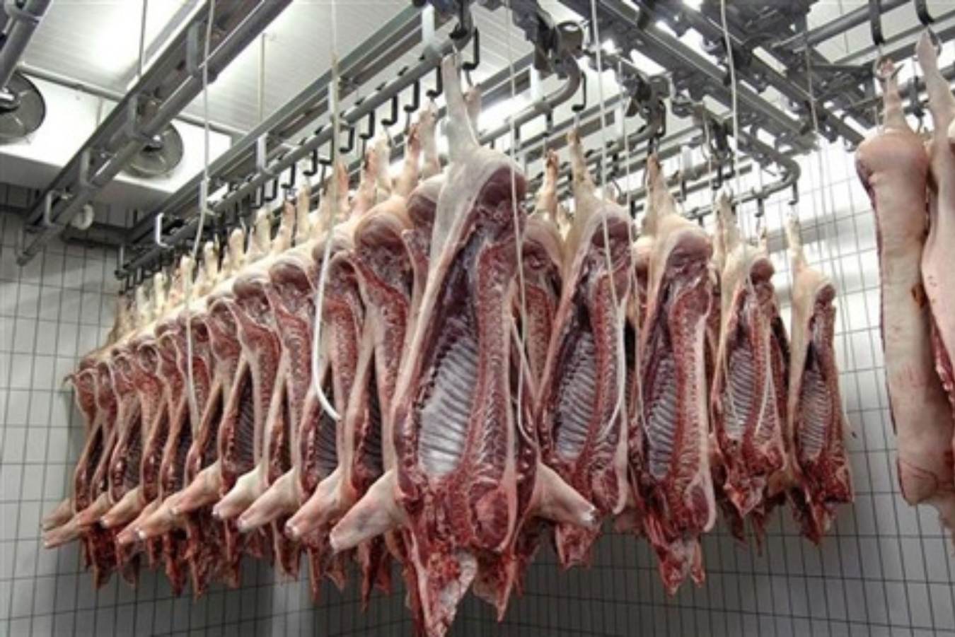 Development of boar taint detection kits using DNA aptamers for use in commercial packing plants