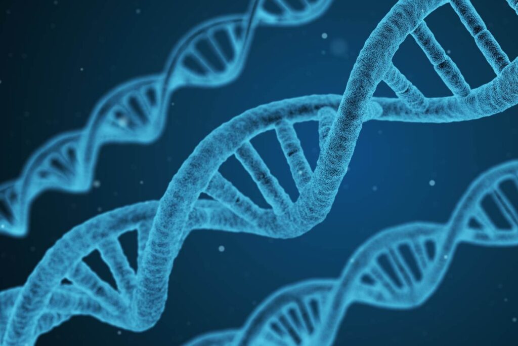 Effect of genetic stress susceptibility on pork meat quality