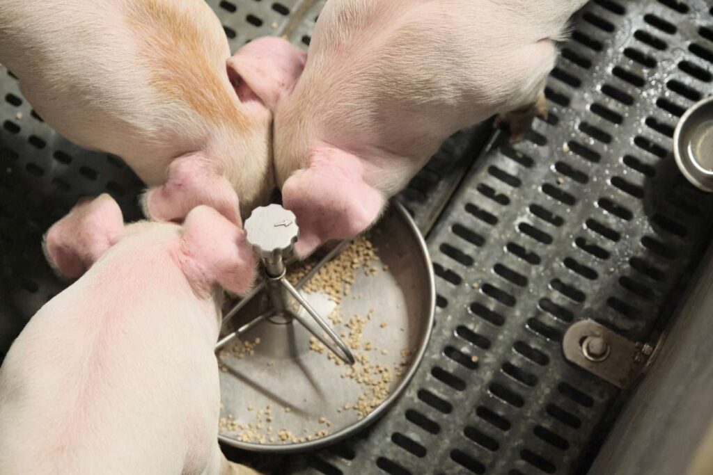 Efficacy of Exogenous Alkaline Phosphatases to improve growth performance in pigs