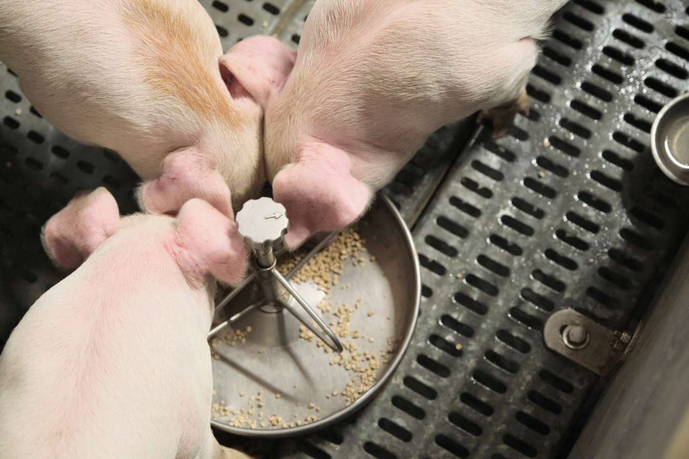Efficacy of Exogenous Alkaline Phosphatases to improve growth performance in pigs