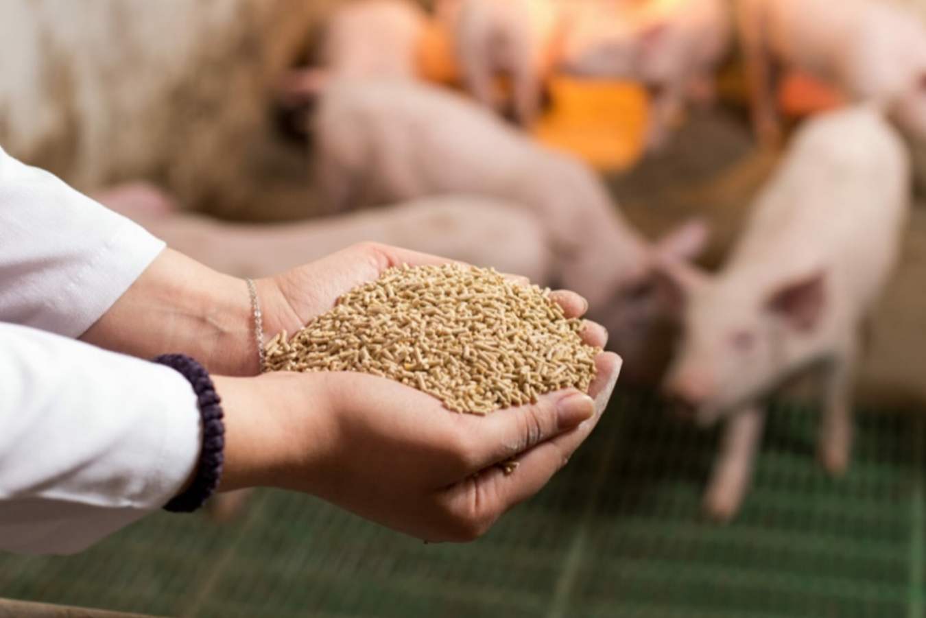 Evaluation of on-farm processed full fat soybeans for use in swine diets