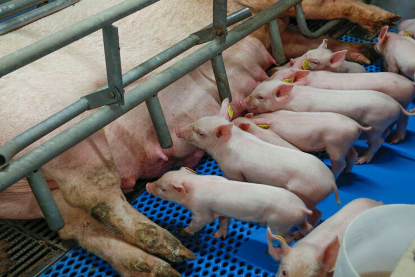 Feeding gestating sows to maximize mammary gland development and milk production: the importance of Lysine