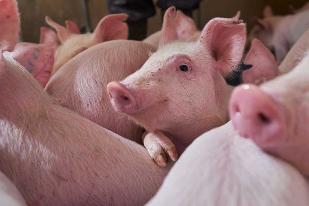 Molecular characterization of Streptococcus suis isolates recovered from Ontario nursery pigs between 2013 and 2018: Towards development of an effective vaccine