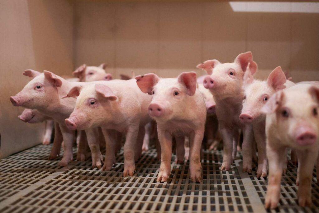 Optimizing an infection model for E.coli diarrhea in newly weaned pigs