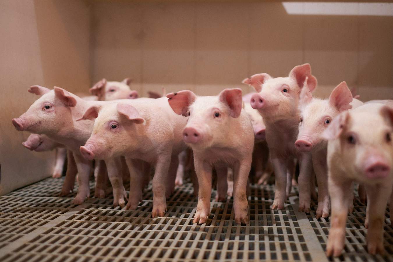 Optimizing an infection model for E.coli diarrhea in newly weaned pigs