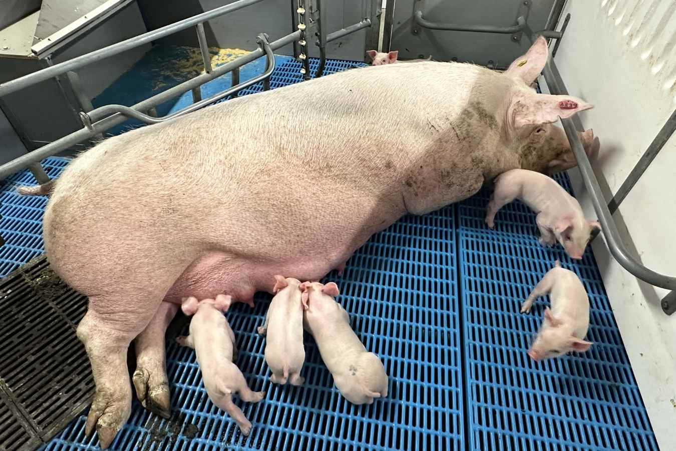 Post farrowing sow behavior and its relationship to crushing