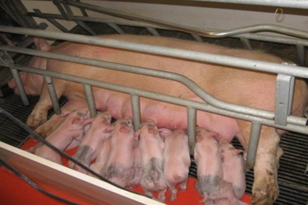 Protein and non-protein methionine requirements for first parity gestating and lactating sows