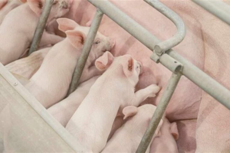 Sow mortality