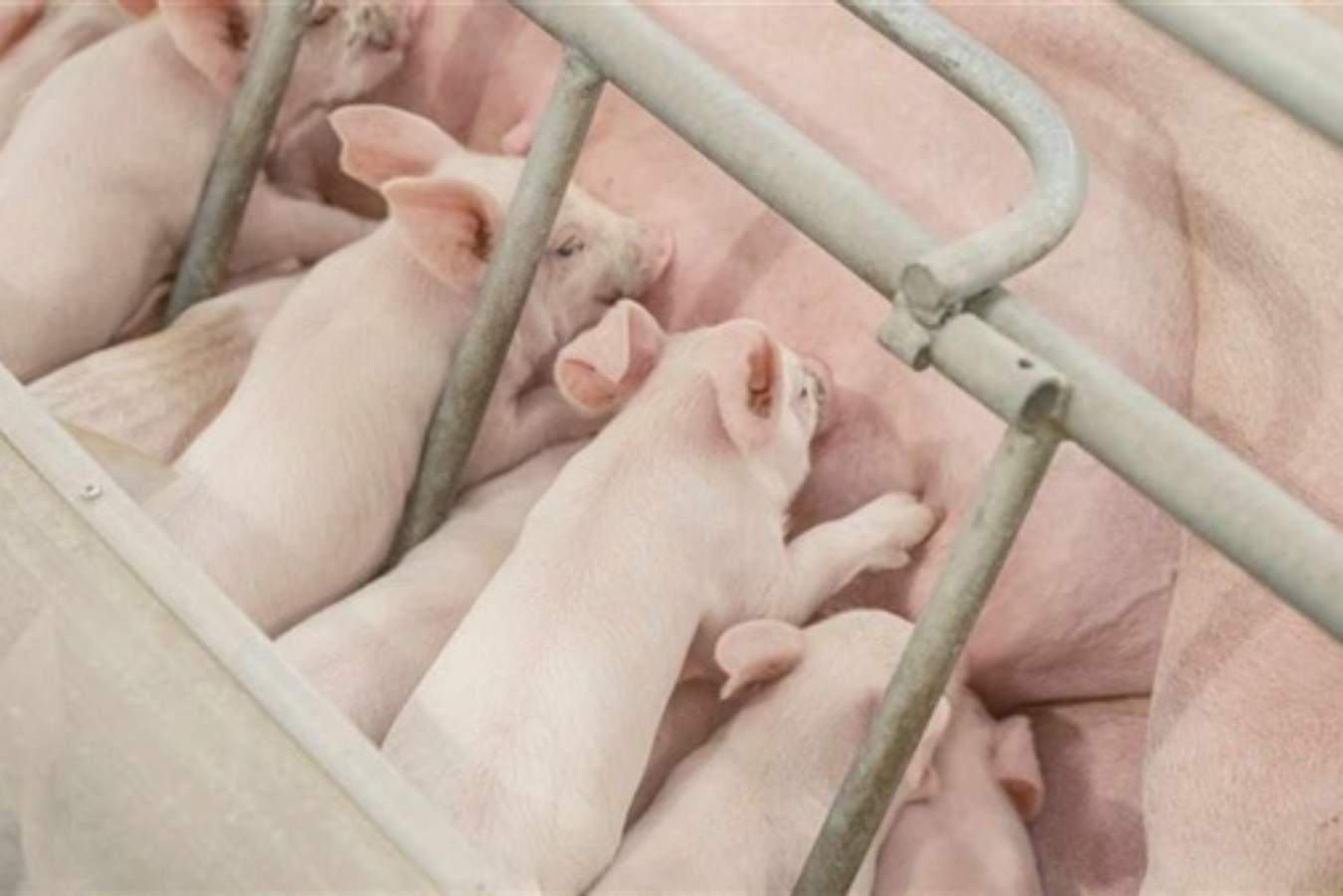 Sow mortality